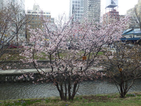 南2条西側のチシマザクラ