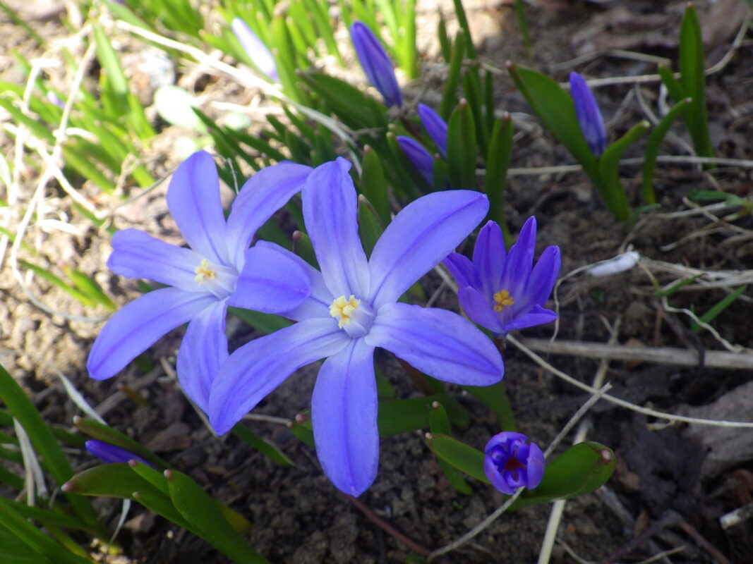 4月14日のチオノドクサの花が咲いている様子