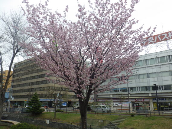 4月20日に満開の北1条西側のエゾヤマザクラ