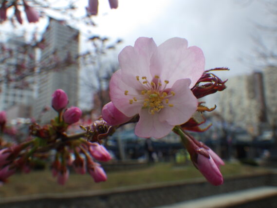 「チシマザクラ開花」の画像