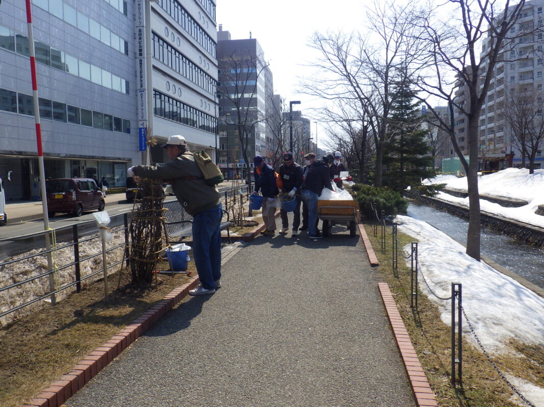4月3日にライラックの冬囲い外しの作業をするお助け隊