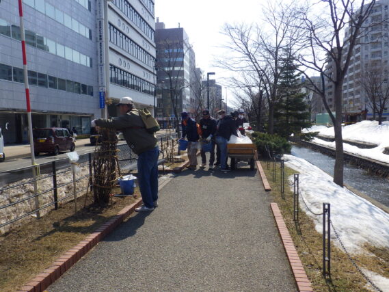 4月3日にライラックの冬囲い外しの作業をするお助け隊