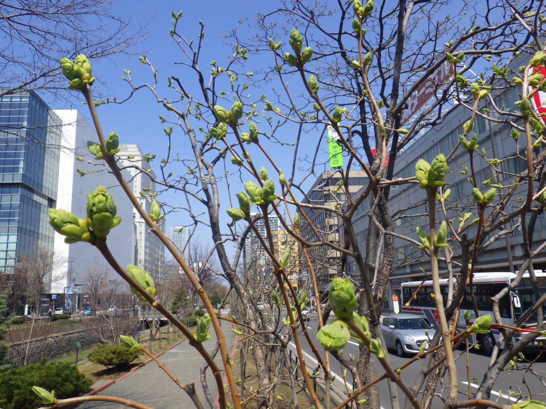 4月14日のライラック・ミスエレンウィルモットの花芽の様子