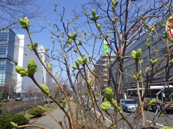 4月14日のライラック・ミスエレンウィルモットの花芽の様子