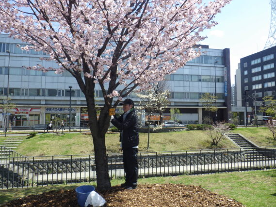 「今週の公園ボランティア」の画像