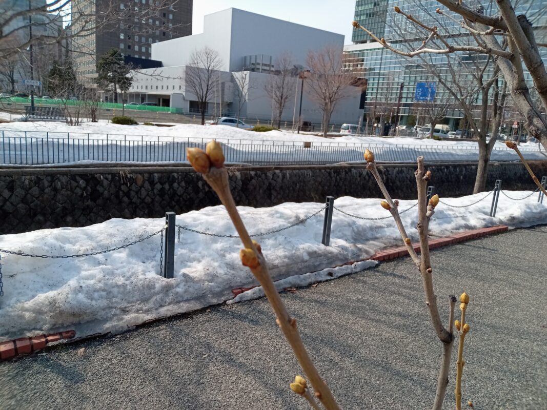 4月3日のライラックの芽の様子
