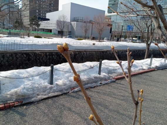 4月3日のライラックの芽の様子