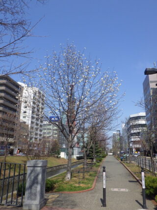 4月15日に開花していたキタコブシ