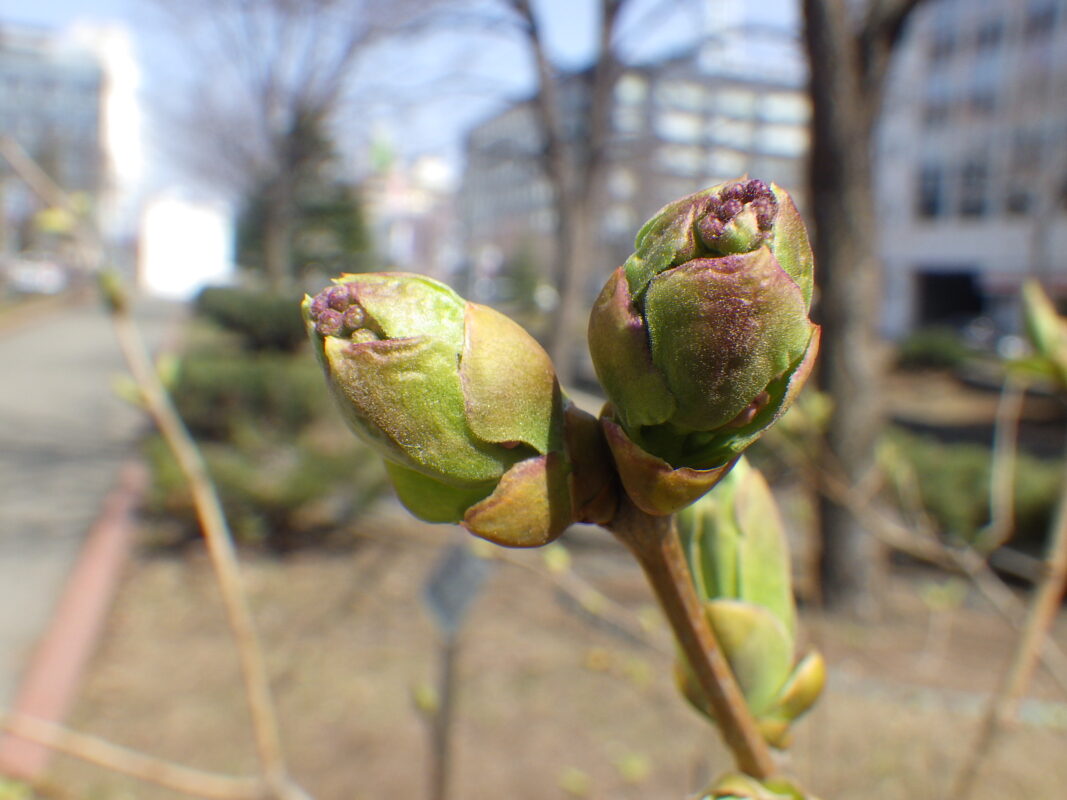 4月14日のライラック・アセシッピーの花芽の様子