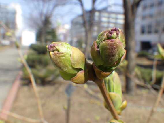 4月14日のライラック・アセシッピーの花芽の様子