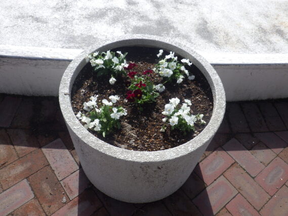 4月25日に植えたまんなか広場のコンテナ花壇のビオラの花