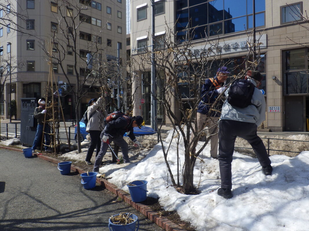 4月3日にライラックの冬囲い外しの作業をするお助け隊