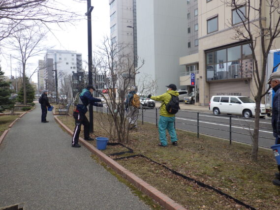4月9日火曜日にライラックの枯れ枝剪定をする植物ボランティア