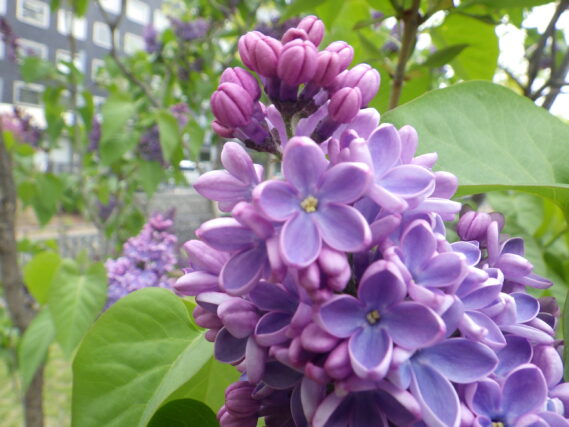 令和5年に撮影した、公園内のライラック「プレジデントリンカーン」で見つけた花びらが5枚のラッキーライラックの花