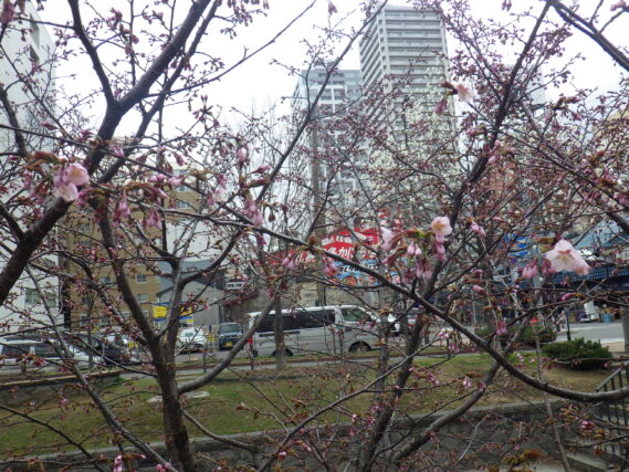 4月17日に開花した南2条のチシマザクラ