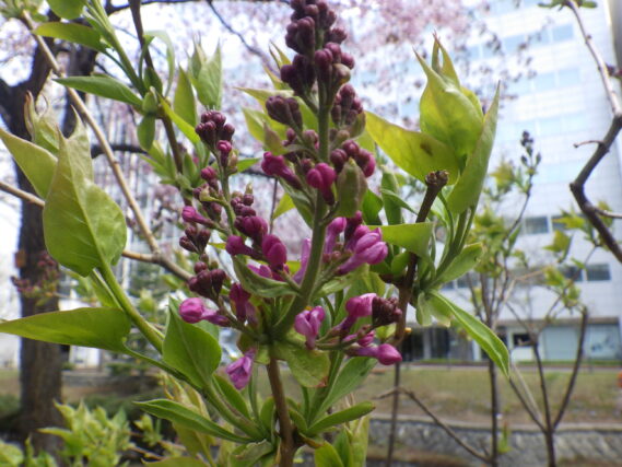 4月24日のライラックアセシッピーの花芽