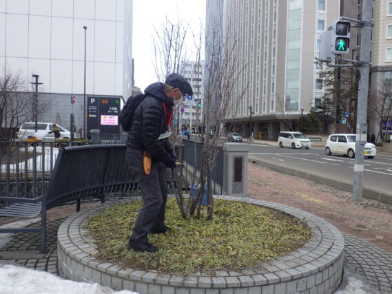 4月2日にツリバナの冬囲い外しの作業をする植物ボランティア