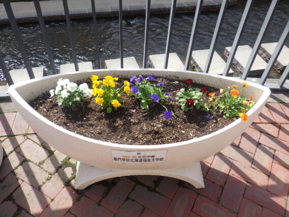 4月25日に植えた狸二条広場のコンテナ花壇のビオラの花