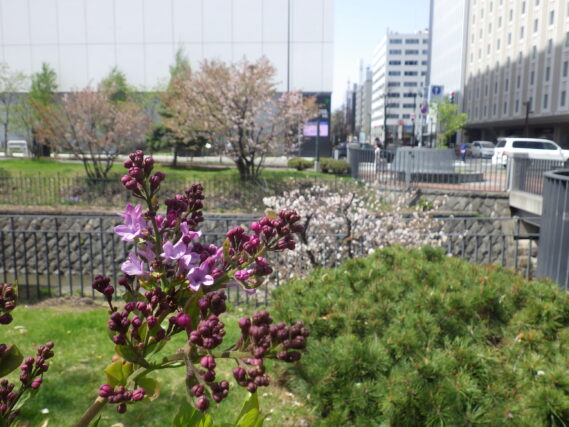 「サクラとライラックがコラボ園内の木と花」の画像