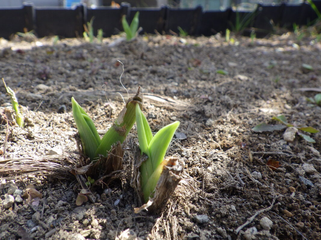 4月14日のヘメロカリスの芽が出てきた様子