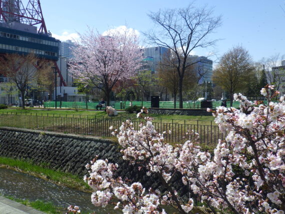 「桜満開」の画像