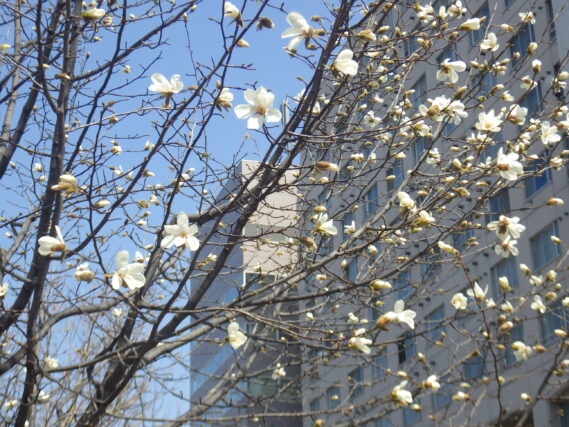 「キタコブシ開花」の画像
