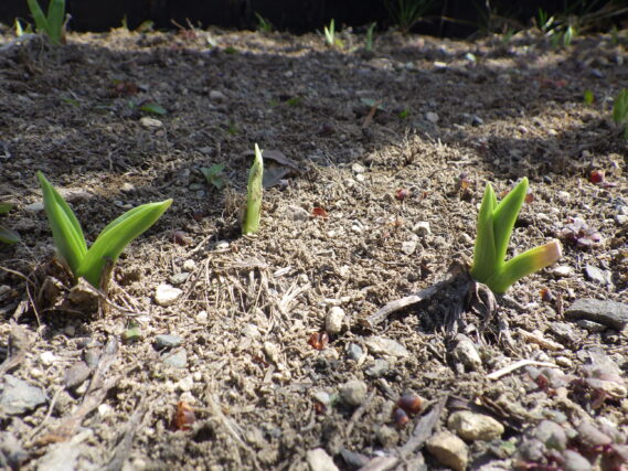 4月14日のヘメロカリスの芽が出てきた様子