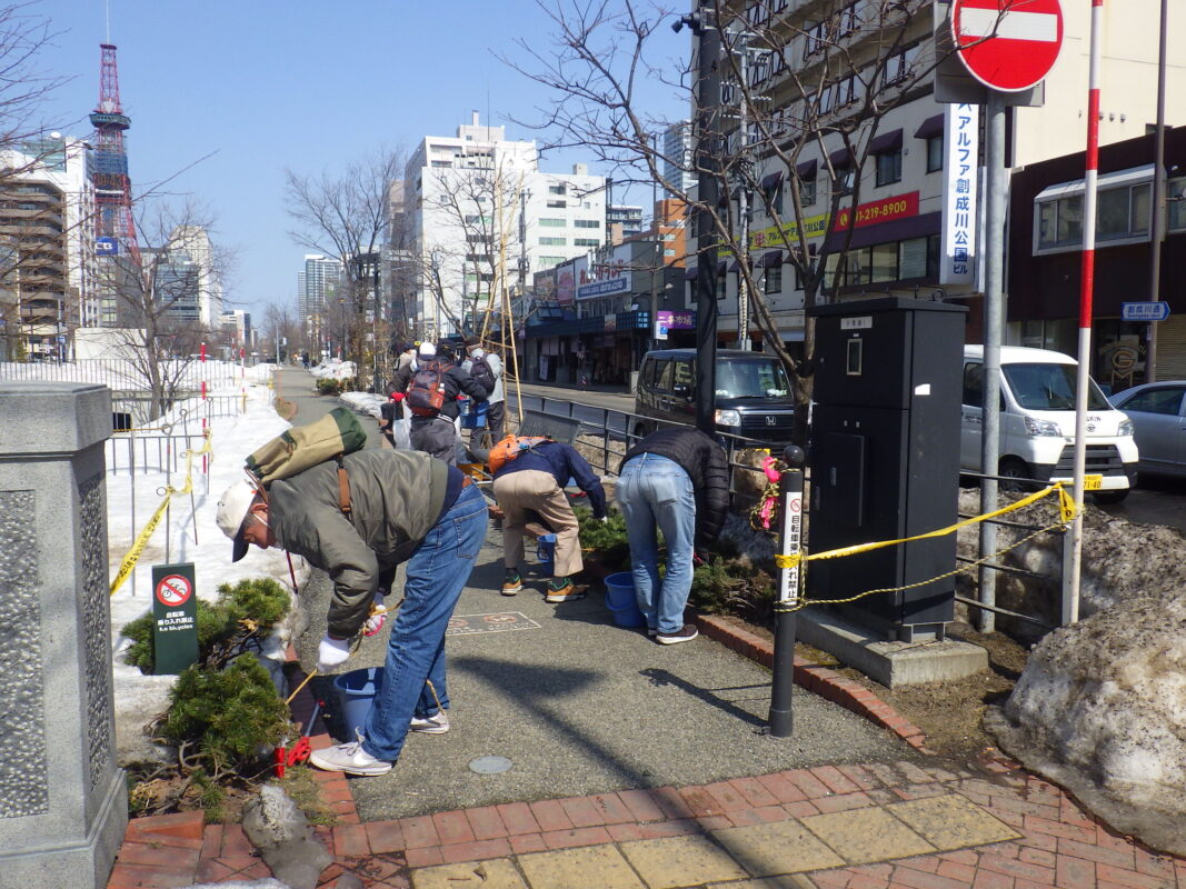 4月3日にモンタナマツの冬囲い外しの作業をするお助け隊