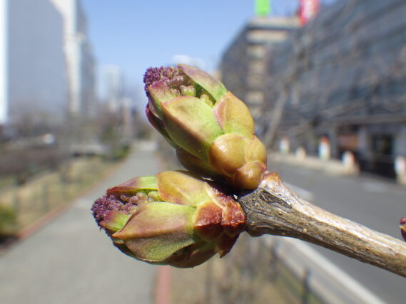4月14日のライラック・フランクフルターフリューリンクの花芽の様子