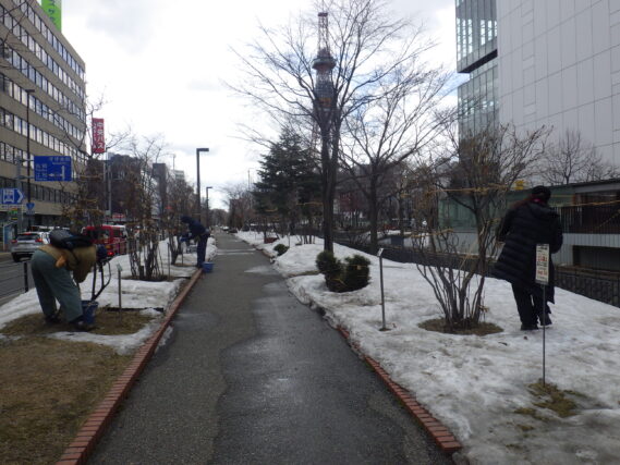 4月2日にライラックの冬囲い外しの作業をする植物ボランティア