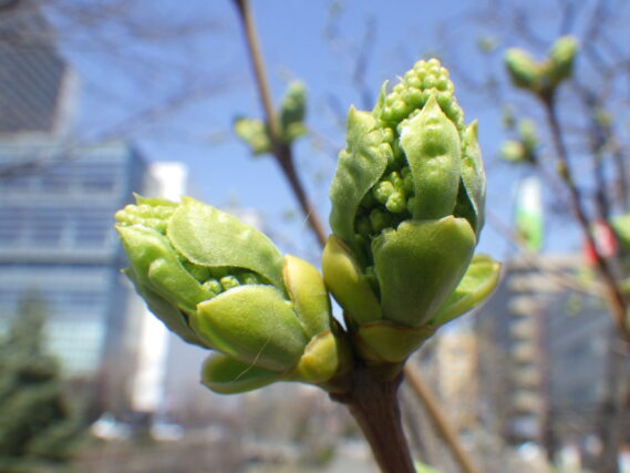 4月14日のライラック・ミスエレンウィルモットの花芽の様子