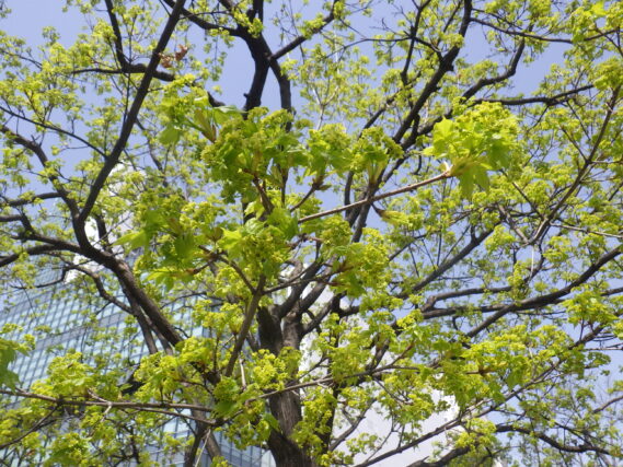 4月27日に咲いてイタヤカエデの花