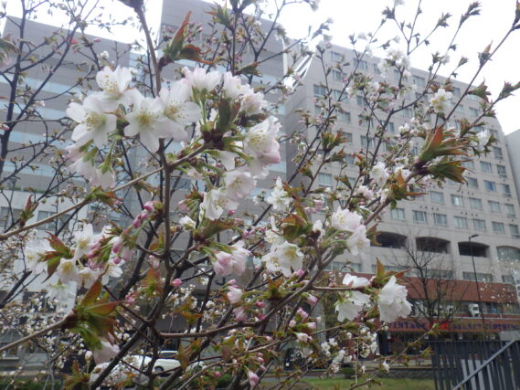 白っぽい色のチシマザクラの花