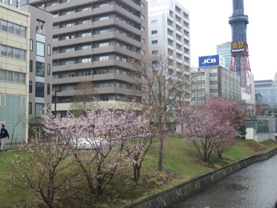 南2条西側のチシマザクラ