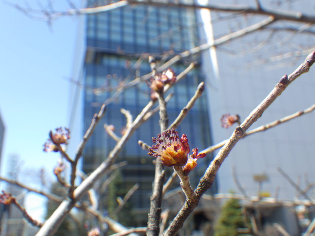 4月10日のハルニレの花の様子