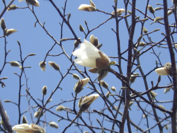 4月14日のキタコブシのつぼみが開きかけている様子