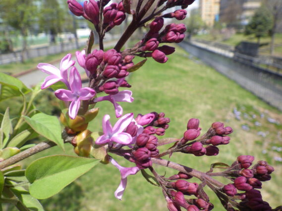 4月27日に花開いていたライラックのエスタースティリー
