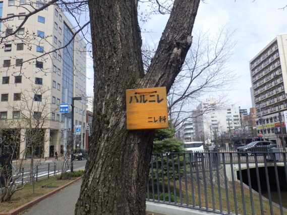 4月16日に取り付けた樹名板