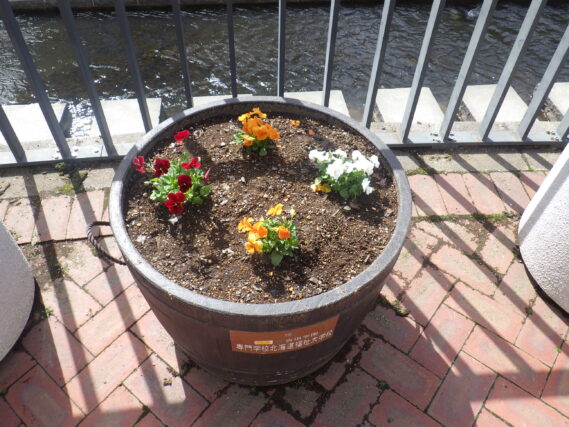 4月25日に植えた狸二条広場のコンテナ花壇のビオラの花