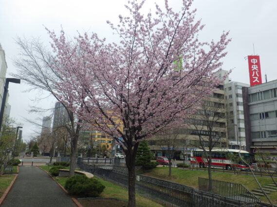 「エゾヤマザクラも咲いて公園さくら情報」の画像