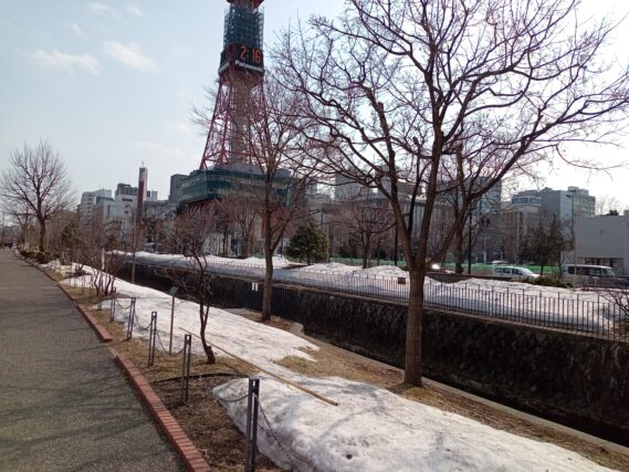 冬囲い外しが終わった北1条ライラックの様子