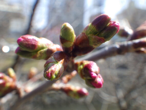 4月14日のチシマザクラのつぼみが膨らんでピンクになっている様子