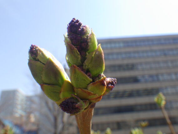 4月15日に膨らんでいたライラックのラムフォンホルステンシュタインのつぼみ