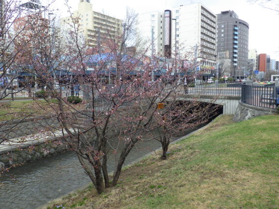 4月17日に開花した南2条のチシマザクラ