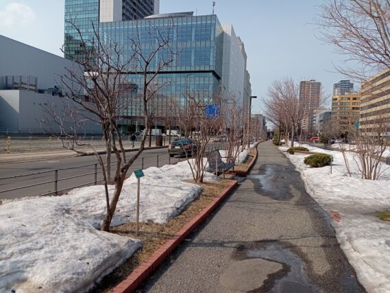 冬囲い外しが終わった北1条ライラックの様子