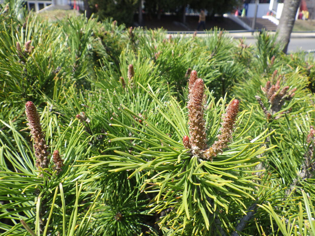4月14日のモンタナマツの芽が伸びている様子
