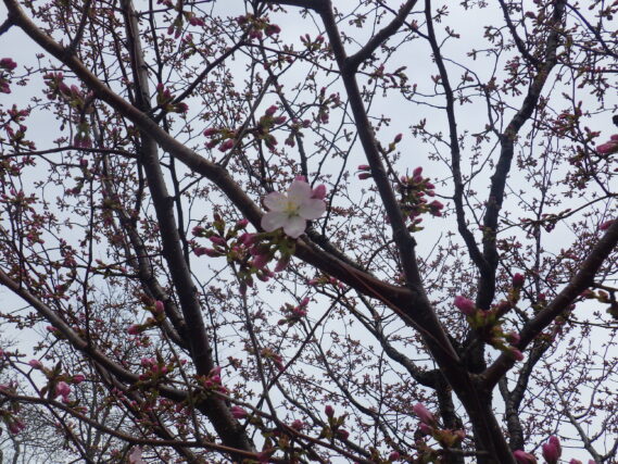 4月17日に1輪だけ咲いていた北1条のエゾヤマザクラ