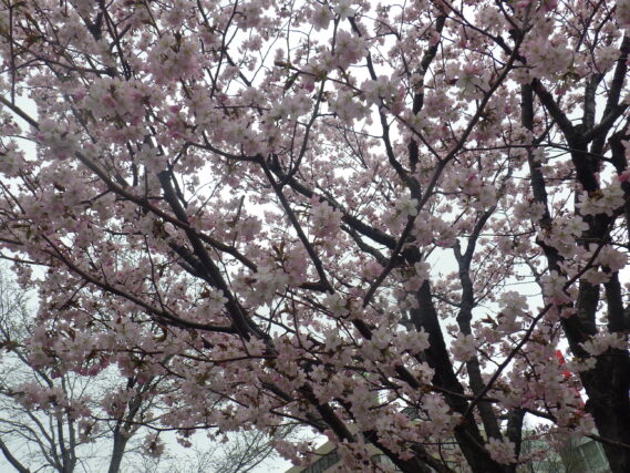 4月20日に満開の北1条西側のエゾヤマザクラ