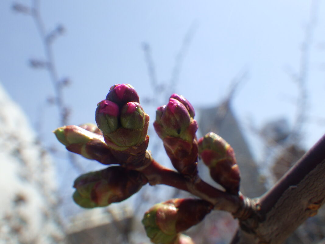 4月14日のチシマザクラのつぼみが膨らんでピンクになっている様子