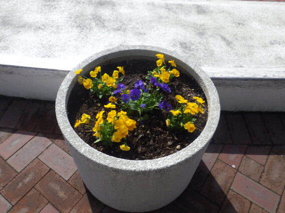 4月25日に植えたまんなか広場のコンテナ花壇のビオラの花